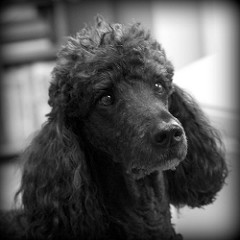 4241034941_3188086980_m