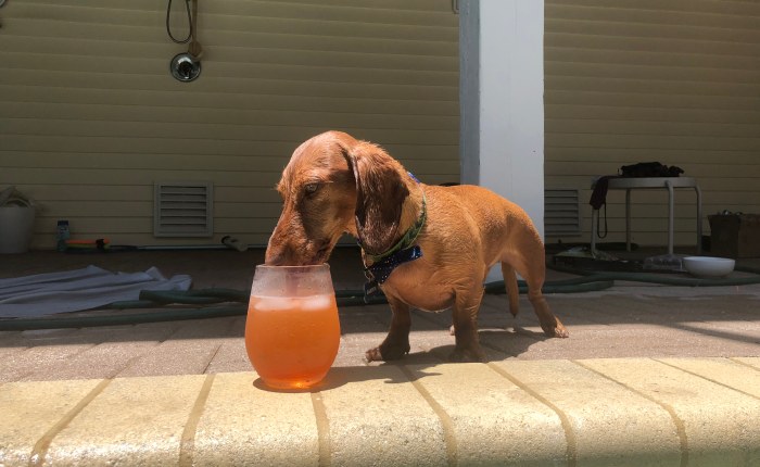 Friday Dachshund Blogging