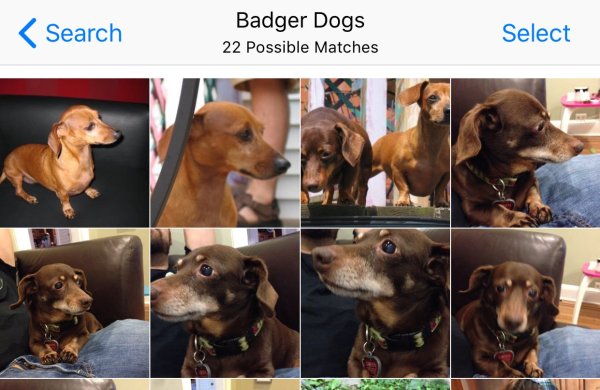 badgerdogs